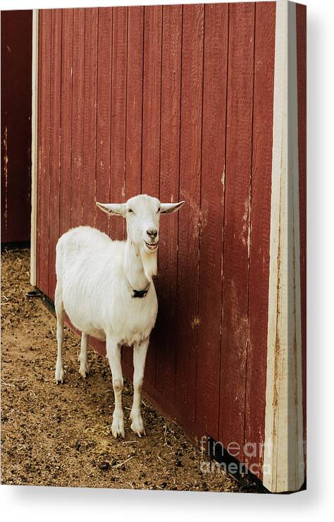 Goat Canvas Print featuring the photograph Happy Goat by Ana V Ramirez