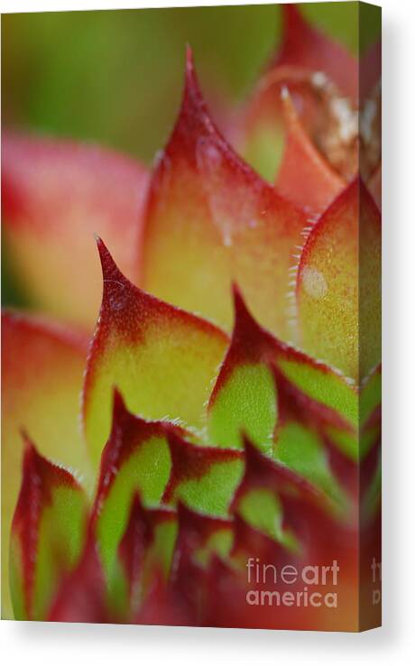 Hens And Chicks Canvas Print featuring the photograph Hens And Chicks #10 by Stephanie Gambini