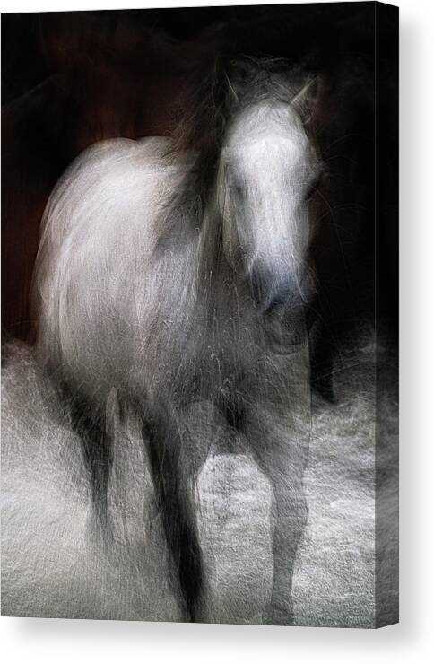 Landscape Canvas Print featuring the photograph Horse by Grant Galbraith