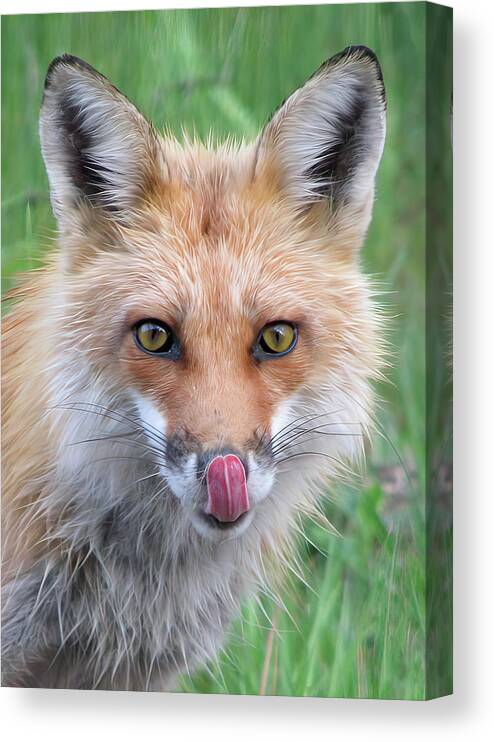 Hungry Canvas Print featuring the photograph Hungry Fox by White Mountain Images