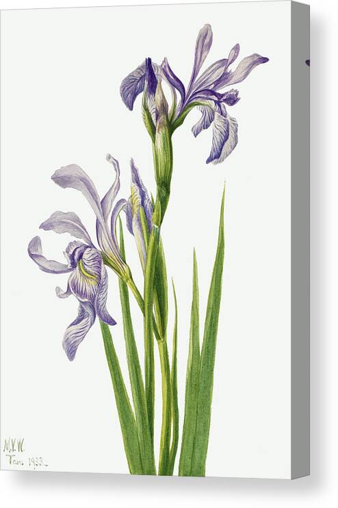 Western Blue Flag Canvas Print featuring the painting Iris Flower By Mary Vaux Walcott by World Art Collective