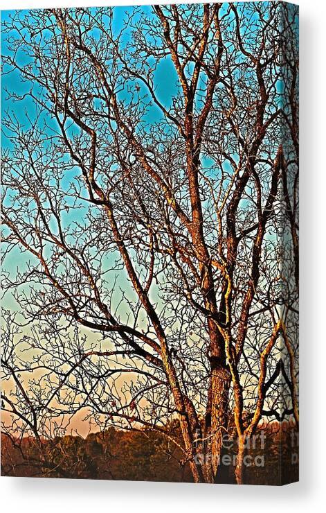 Prints Canvas Print featuring the photograph Jeff Road Tree facing LEFT in Madison Alabama by Barbara Donovan