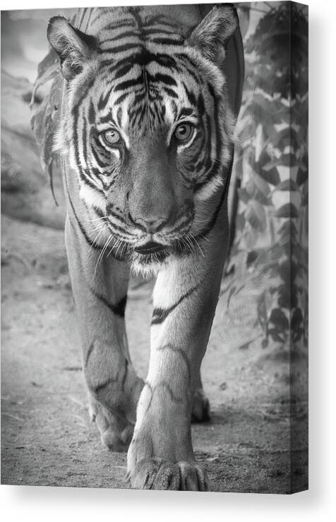 Tiger Canvas Print featuring the photograph Last Looks by Elaine Malott