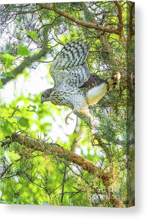 Cooper's Hawk Canvas Print featuring the photograph Learning to Fly by Charline Xia