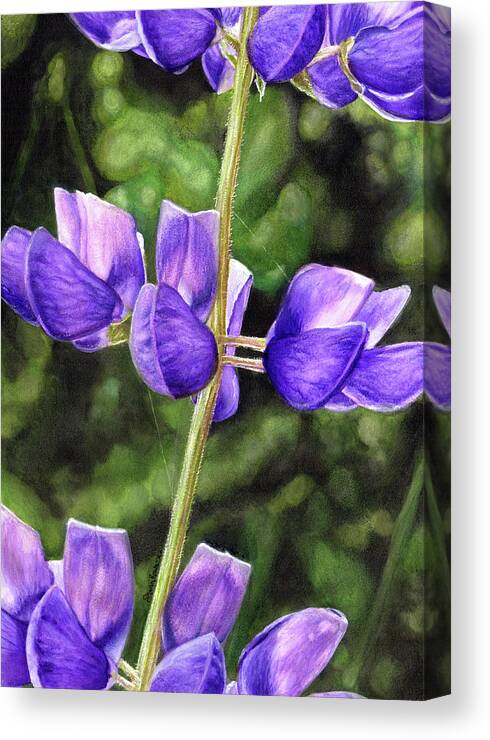 Lupine Canvas Print featuring the drawing Luminous Lupine by Shana Rowe Jackson