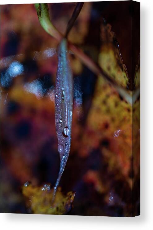 Fall Canvas Print featuring the photograph Macro Photography - Autumn Water Drops by Amelia Pearn