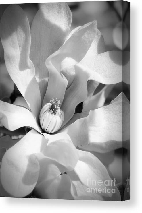 Black And White Canvas Print featuring the photograph Magnolia Magic Black and White by Carol Groenen