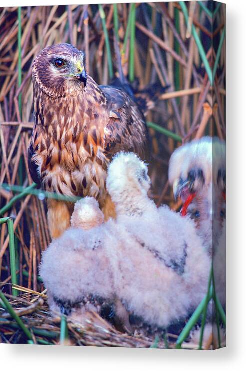 Tim Fitzharris Canvas Print featuring the photograph Marsh Hawks by Tim Fitzharris