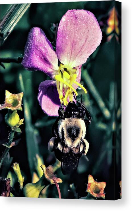 Pink Meadow Beauty Canvas Print featuring the photograph Meadow Bee-auty by Gena Herro