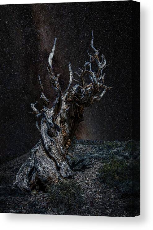 Landscape Canvas Print featuring the photograph Methuselah Night Sky by Romeo Victor