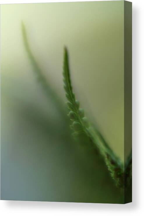 Botanicals Canvas Print featuring the photograph Muted Movement by Shelby Erickson
