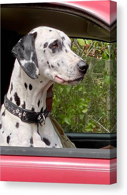 Dalmatian Canvas Print featuring the photograph My Fire Dog by Forrest Fortier