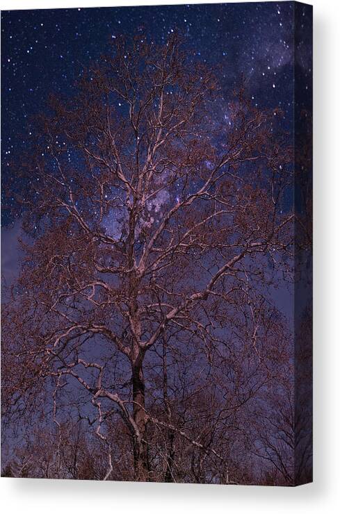 Tree Canvas Print featuring the photograph Night Sky Tree by Russ Considine