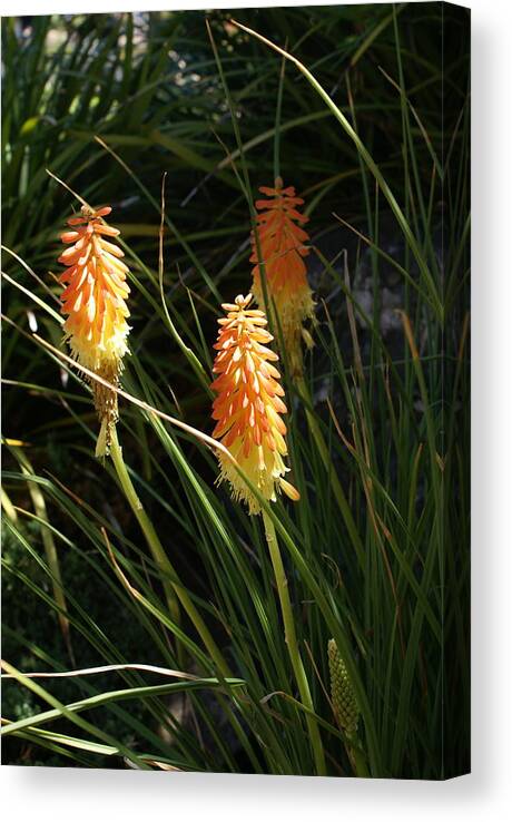  Canvas Print featuring the photograph Orange Delight by Heather E Harman