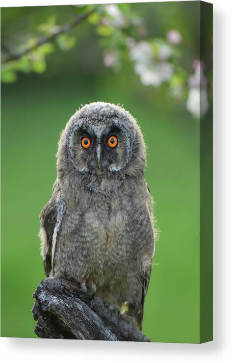 Owl Canvas Print featuring the photograph Owl by Bess Hamiti