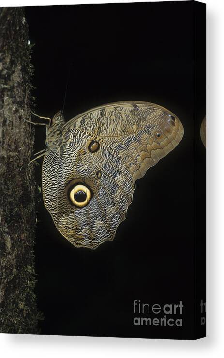Butterfly Canvas Print featuring the photograph Owl butterfly by James Brunker