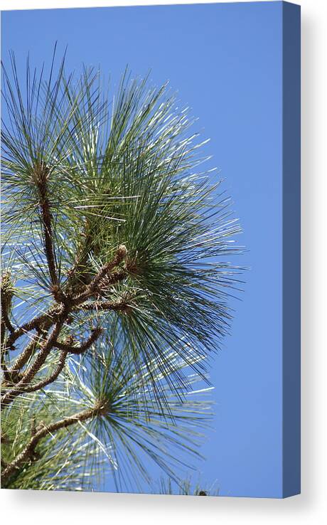  Canvas Print featuring the photograph Pine Right by Heather E Harman