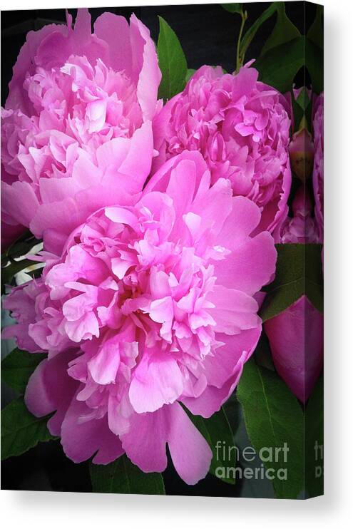 Peony Canvas Print featuring the photograph Pink Peony by Manuela's Camera Obscura