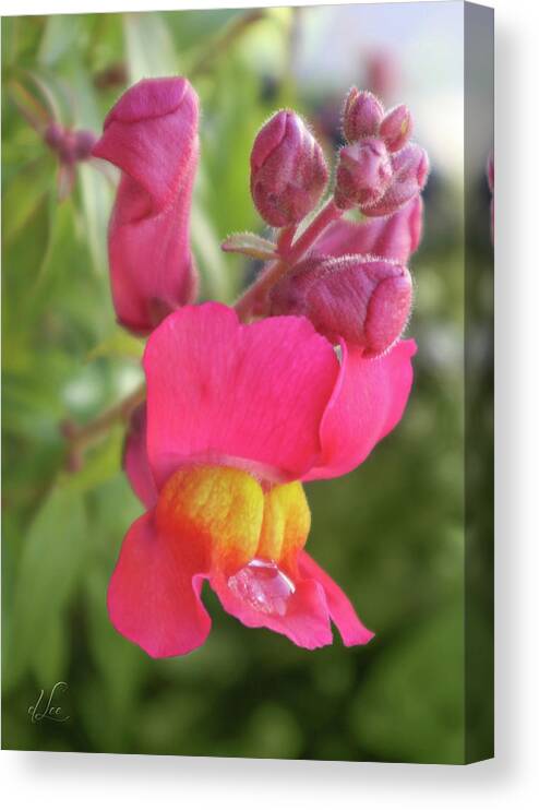 Pink Canvas Print featuring the photograph Pink Snapdragon by D Lee