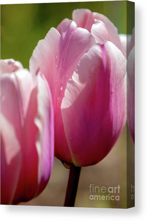 Pink Tulips Canvas Print featuring the photograph Pink Tulips, Flowers by David Millenheft