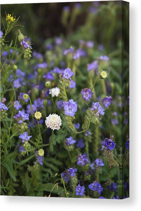 San Diego Canvas Print featuring the photograph Purple Phacelia and Other Anza Borrego Flowers by William Dunigan