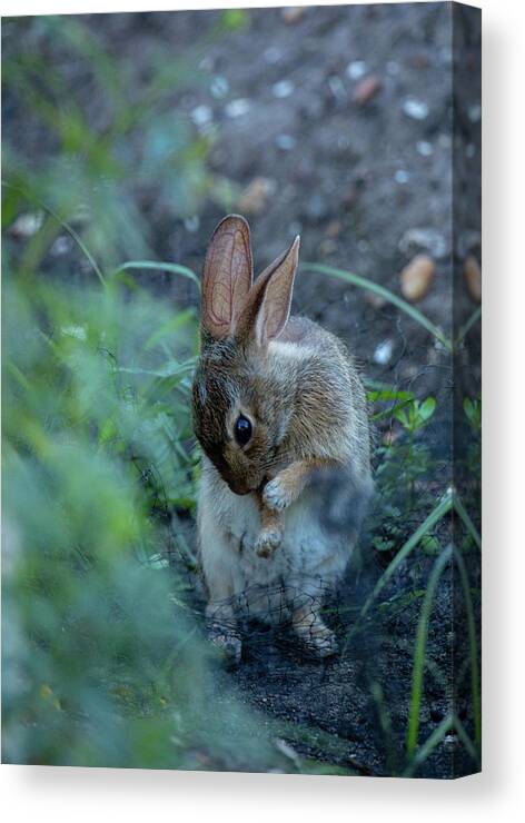 Rabbit Canvas Print featuring the photograph Rabbit Grooming II by Rachel Morrison
