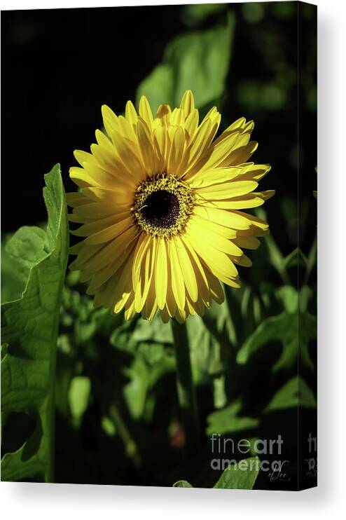 Gerber Daisy Canvas Print featuring the photograph Ready to Shine by D Lee