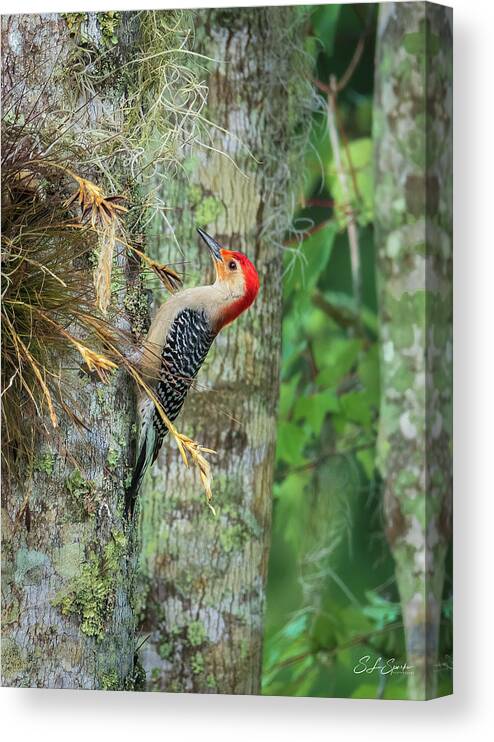 Red-bellied Woodpecker Canvas Print featuring the photograph Red-bellied Woodpecker by Steven Sparks