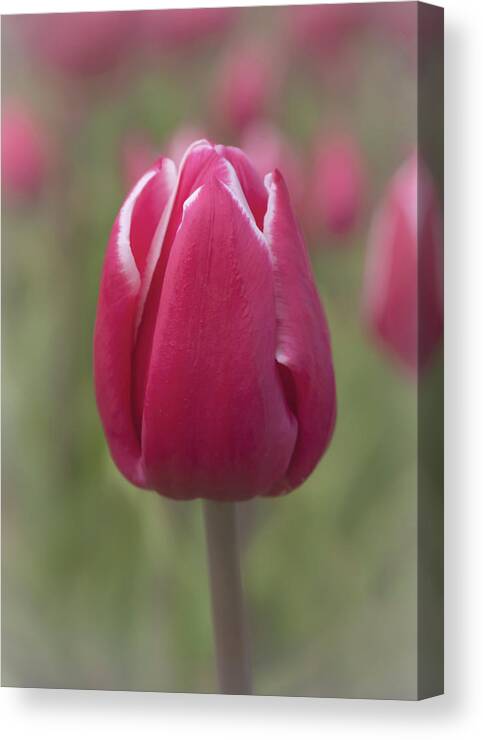 Waterdrinker Farm Canvas Print featuring the photograph Red Tulip by Sylvia Goldkranz
