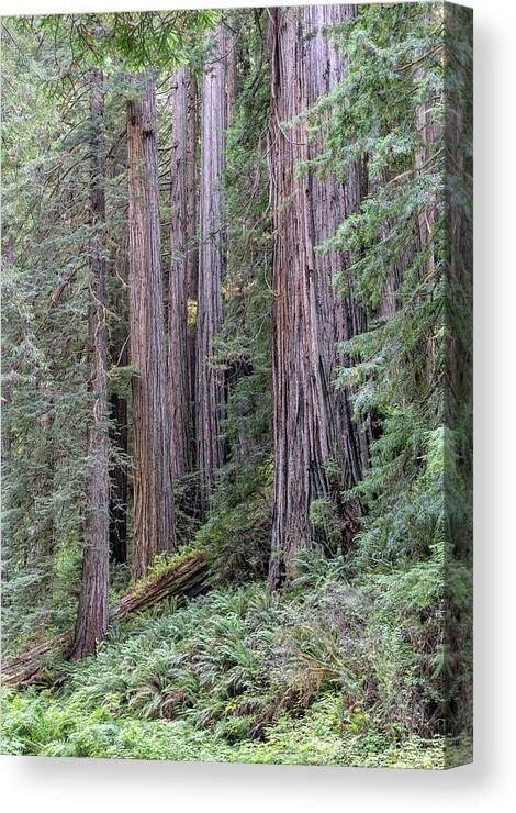 California Canvas Print featuring the photograph Redwoods by Rudy Wilms