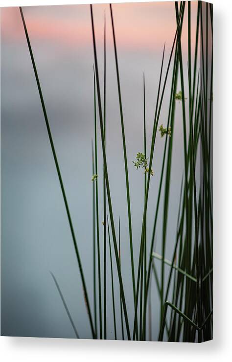 Reed Canvas Print featuring the photograph Reeds By A Pond by Karen Rispin