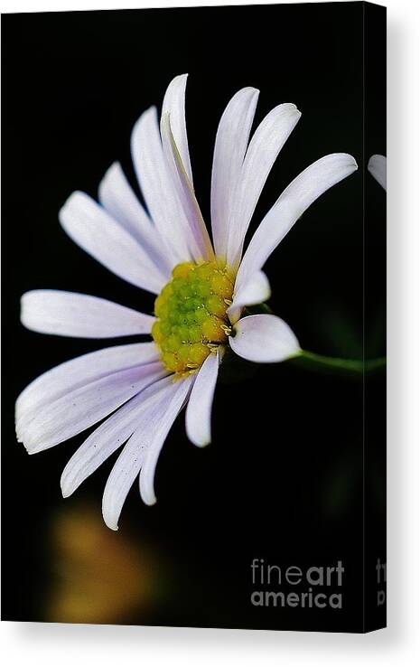 Floral Canvas Print featuring the photograph Roman Chamomile by Jimmy Chuck Smith