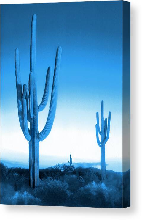 Saguaro National Park Canvas Print featuring the photograph Saguaro National Park in Blue by Mike McGlothlen