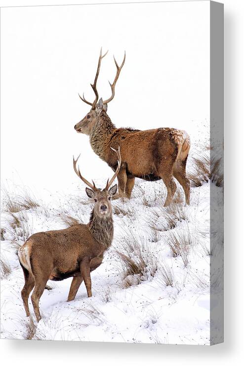 Deer Canvas Print featuring the photograph Scottish Red Deer Stags by Grant Glendinning