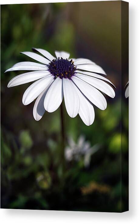 Flowers Canvas Print featuring the photograph Shades Of Spring 11 by Robert Fawcett