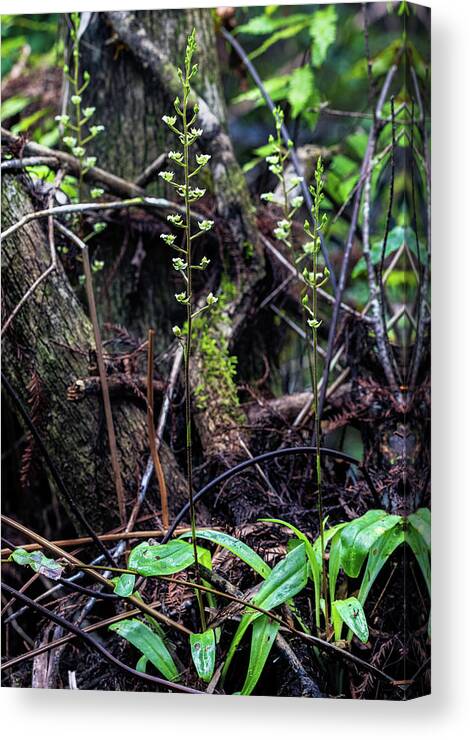 Fakahatchee Strand State Preserve Canvas Print featuring the photograph Shadow Witch Orchid by Rudy Wilms