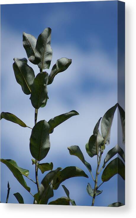  Canvas Print featuring the photograph Sky Branches by Heather E Harman