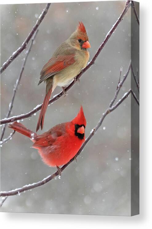 Snow Canvas Print featuring the photograph Snow Day by Mindy Musick King