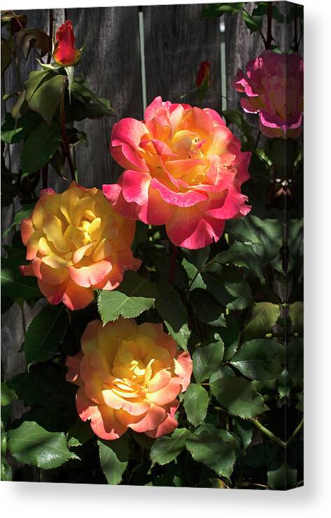 Fine Art Canvas Print featuring the photograph Spring Roses by Greg Sigrist