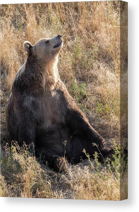 Bears-#fineartphotography - #renownedphotographer - #professionalphotographer - #grizzly - #bears- Images Of Bears - Grizzlies - #grizzlies - #raeannmgarrett - Images Of Rae Ann M. Garrett - - #renownedphotographer Canvas Print featuring the photograph Sun God by Rae Ann M Garrett