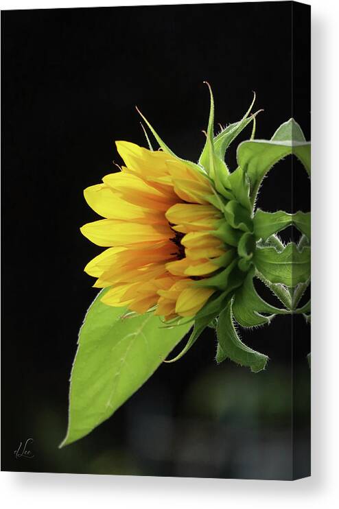 Flower Canvas Print featuring the photograph Sunflower Awakening by D Lee