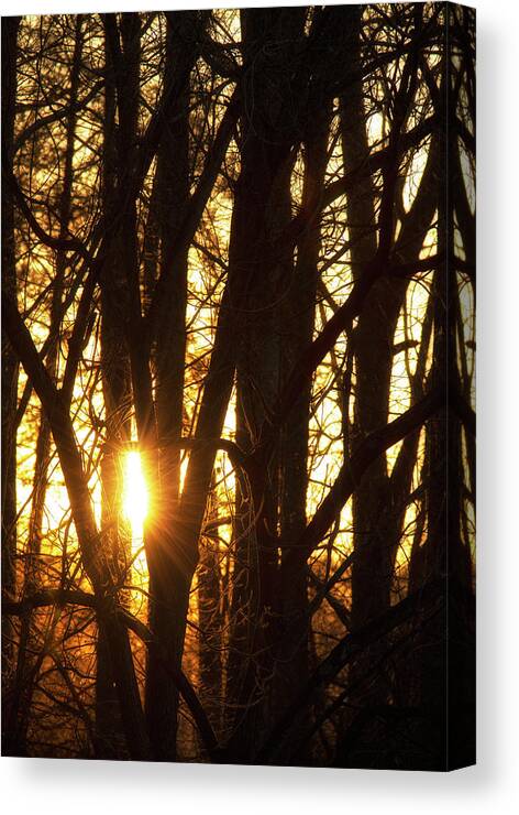North Wilkesboro Canvas Print featuring the photograph Sunset Through the Trees by Charles Floyd