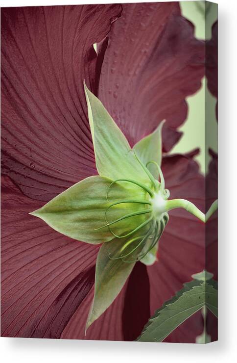Hibiscus Canvas Print featuring the photograph Swamp Hibiscus by M Kathleen Warren