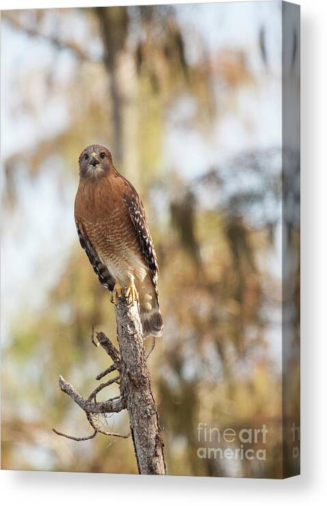 Red-shouldered Hawk Canvas Print featuring the photograph The Calling by Jayne Carney