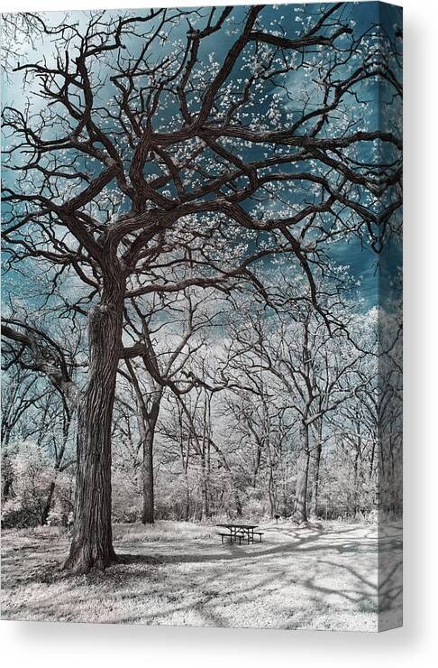 Oak Canvas Print featuring the photograph The Picnic Oak - Oak leafing out at Lake Kegonsa state park with picnic table in infrared by Peter Herman