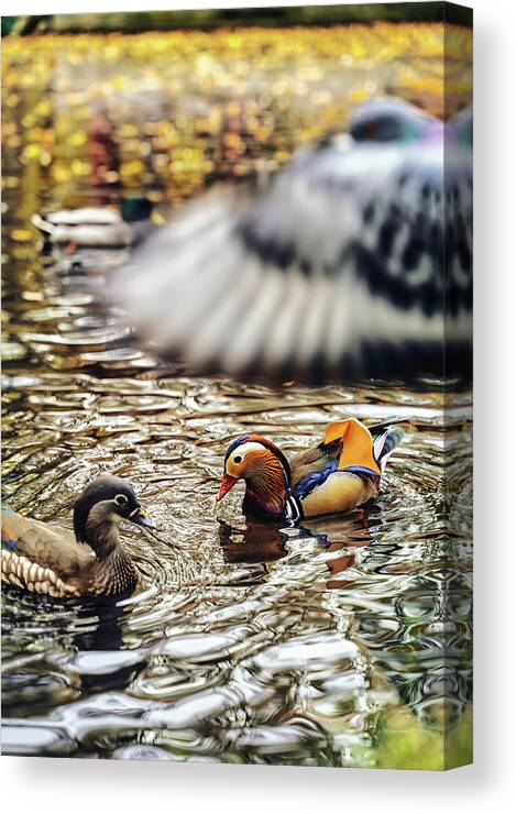 Mandarin Duck Canvas Print featuring the photograph The truly impressive plumage of a male Mandarin duck, seen in a duckpond, with other birds by Arpan Bhatia