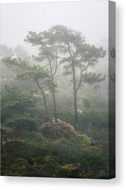 Torrey Pines Canvas Print featuring the photograph Torrey Pines and Buckwheat in June Fog by Alexander Kunz