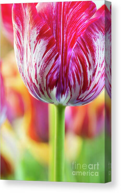 Tulip Canvas Print featuring the photograph Tulip Innerwheel Flower Abstract by Tim Gainey