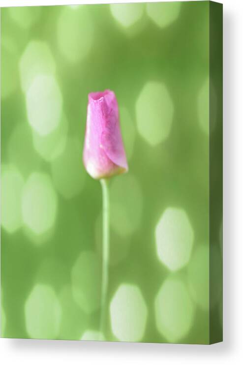 Abstract Canvas Print featuring the photograph Tulip with abstract background by Sue Leonard