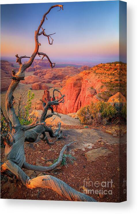 America Canvas Print featuring the photograph Twisted Remnant by Inge Johnsson